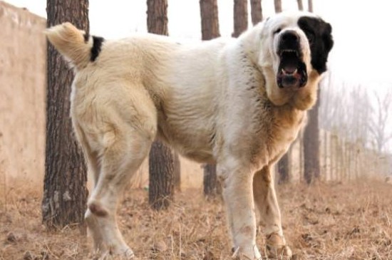 中亚牧羊犬的缺点，所需饲养空间大难打理还有攻击性