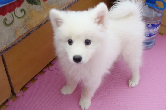 银狐犬多少钱一只，一般幼犬价格在500～3000元之间