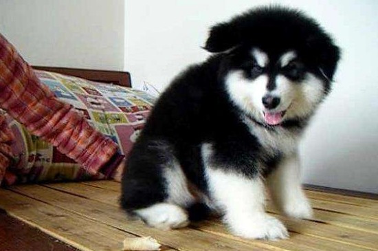 阿拉斯加犬的价格，一般幼犬价格在2000～6000元之间