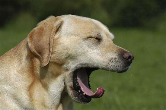 狗狗肠炎拉血吃什么药，建议在兽医的指导下给狗喂服药物