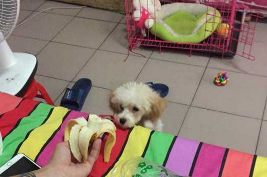 泰迪能吃香蕉吗，适当食用能促进消化但一定要适量