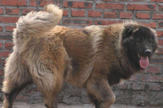 高加索犬一天吃多少，根据每公斤体重15～20克比例喂食