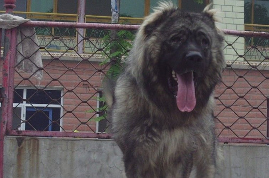 高加索犬一天吃多少，根据每公斤体重15～20克比例喂食