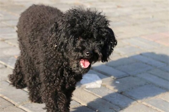 黑色的泰迪狗很稀有吗，不稀有但比红棕色稍微少些