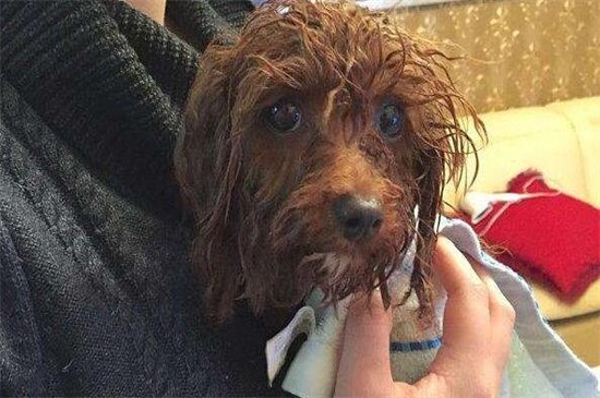泰迪用什么洗澡好，专用犬类沐浴液更利于毛发生长