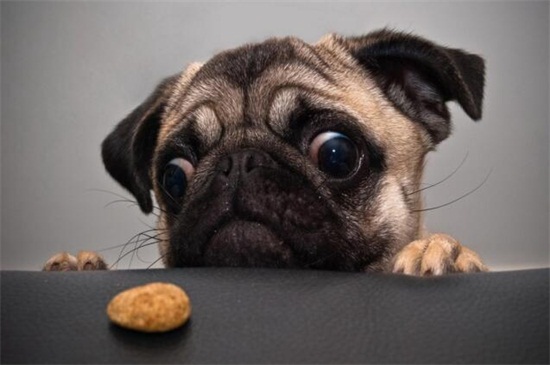 巴哥犬吃什么比较好，最适合巴哥犬吃的4种营养食物