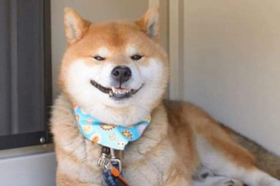 柴犬的笑容会很恐怖，治愈笑容下藏着四大缺点