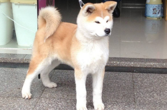 秋田犬的价格是多少，宠物级幼犬需要1500-4500元