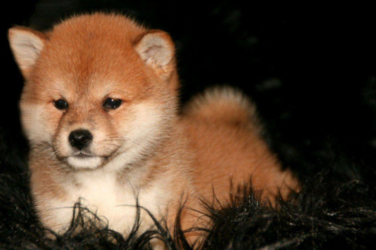 秋田犬的价格是多少，宠物级幼犬需要1500-4500元