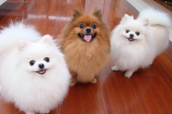 最可爱的小狗是什么狗，四大最萌宠物狗排名