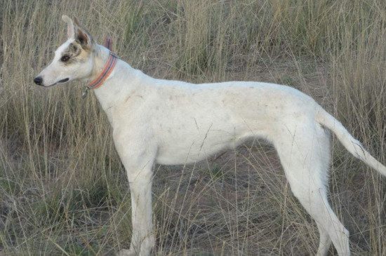 灵缇犬和格力犬的区别，形体性能以及毛发差异最明显