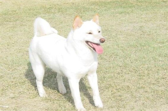 白色柴犬为什么便宜，性格较倔强且身体有缺陷所致
