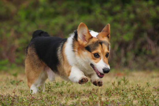 三色柯基犬多少钱一只，品相一般的只需要2000左右