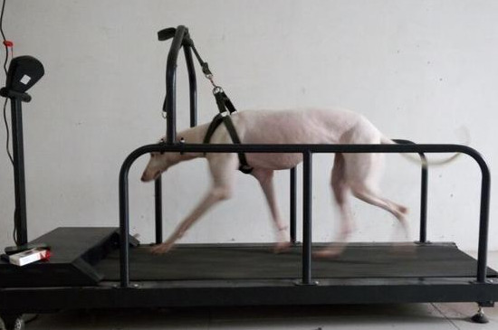 格力犬怎么训练速度和耐力，使用跑步机或负重训练服