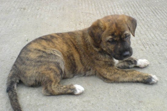 虎斑犬幼犬多少钱一只，价格在2000～10000元不等