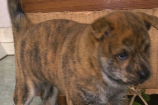 虎斑犬幼犬多少钱一只，价格在2000～10000元不等