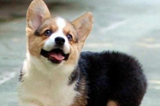 上海柯基犬多少钱一只，幼犬价格在2000～8000元之间