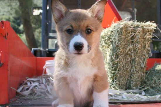 上海柯基犬多少钱一只，幼犬价格在2000～8000元之间