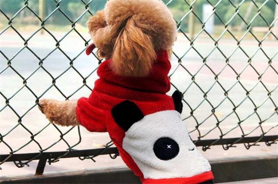 泰迪狗衣服制作教程，手把手教你制作最美狗衣