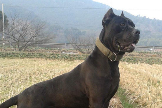 卡斯罗犬能长多大，成年后能高达75CM最重能有140斤