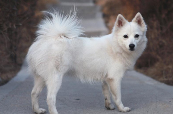 银狐犬多少钱一只，家养幼犬的价格在1000-4000元之间