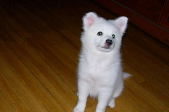 银狐犬多少钱一只，家养幼犬的价格在1000-4000元之间