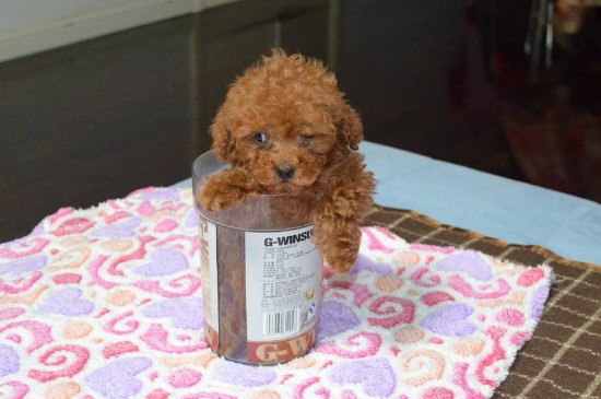 茶杯犬的价格是多少，一只宠物级幼犬需要2000-6000元
