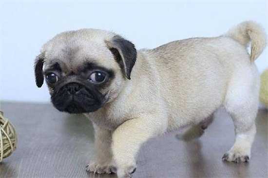 巴哥犬多少钱一只幼犬，市场价在1000～4000元左右