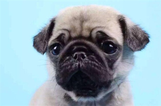 巴哥犬多少钱一只幼犬，市场价在1000～4000元左右