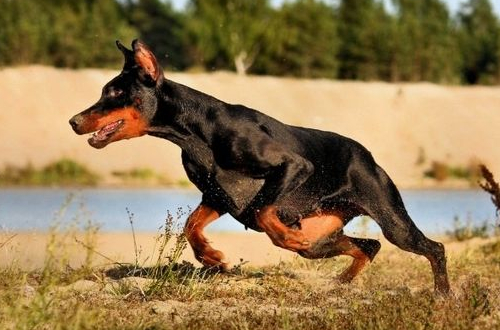 如何训练杜宾犬，四个步骤教你驯服杜宾犬