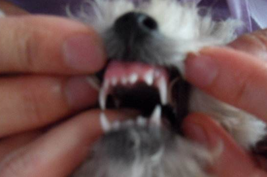 狗狗掉牙是怎么回事，正常换牙或缺少钙质所致