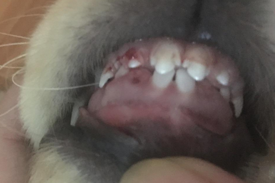狗狗掉牙是怎么回事，正常换牙或缺少钙质所致