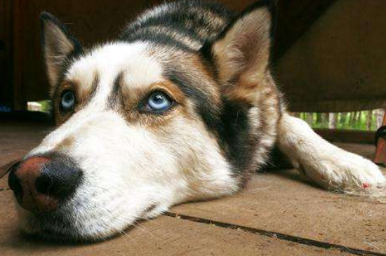 阿拉斯加犬瘟早期症状，判断狗狗犬瘟的3种表现