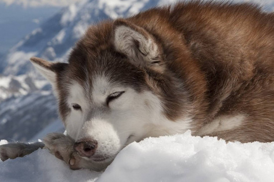 阿拉斯加冬天怕冷吗，不怕冷成犬能承受-20℃温度