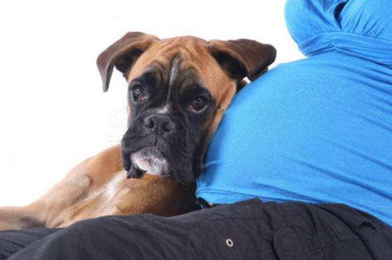 孕妇养狗要注意什么，定期检查且不能单独出门遛狗