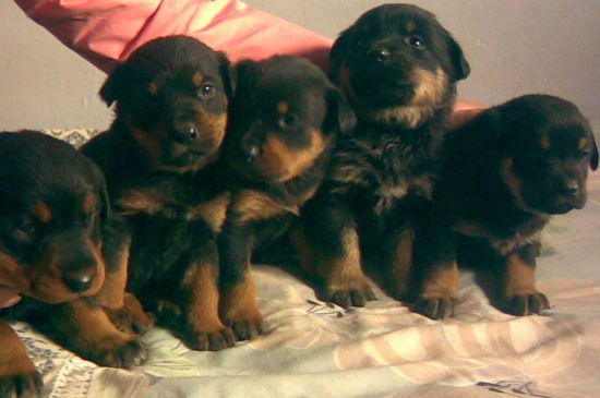 罗威纳幼犬多少钱一只，纯种市场价格在3500～6000元左右