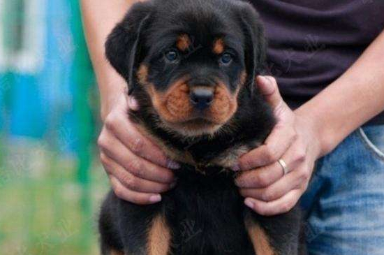 罗威纳幼犬多少钱一只，纯种市场价格在3500～6000元左右