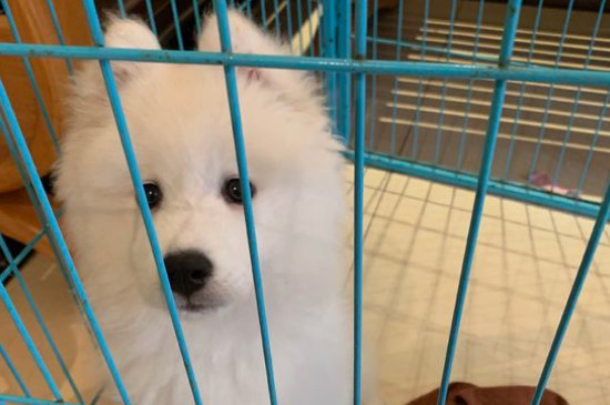小萨摩耶犬多少钱一只，纯种萨摩耶幼犬价格在3500～8800元