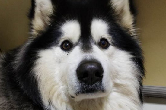 阿拉斯加犬感冒了怎么办，根据狗的感冒症状喂它吃药