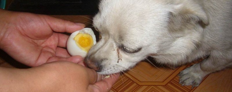 宠物狗能吃鸡蛋吗