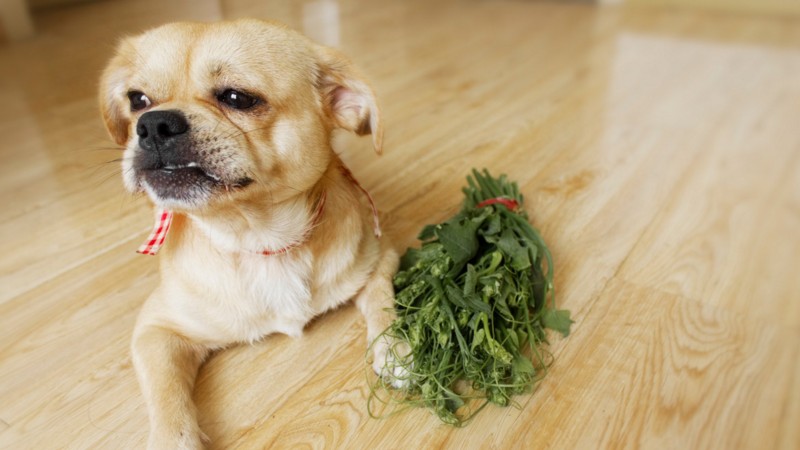 狗狗可以吃的蔬菜排名