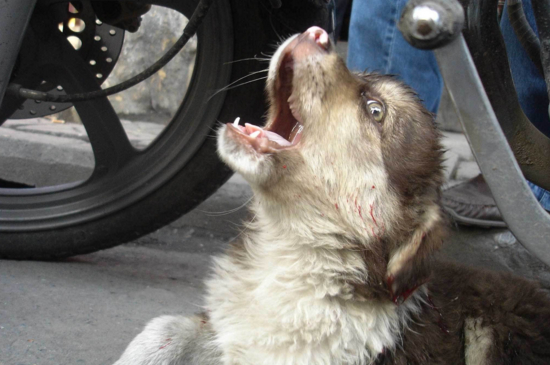 狗狗被车撞了内脏有什么症状