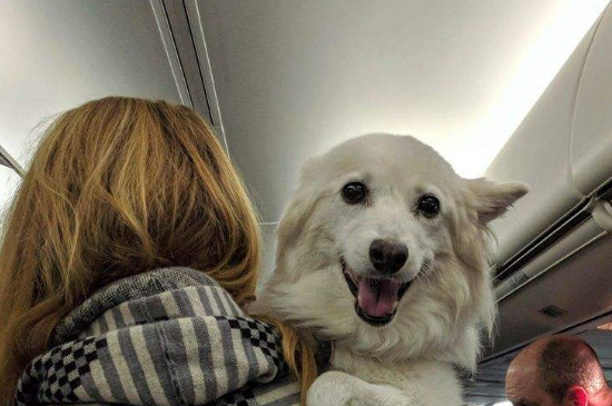 狗狗乘飞机手续