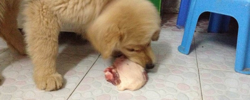 狗吃生肉会变凶吗