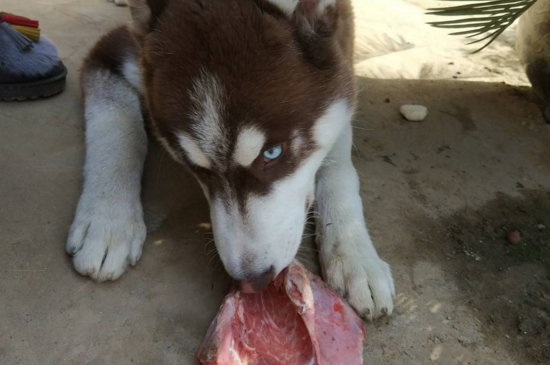 狗吃生肉会变凶吗