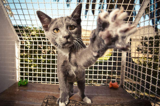 被猫抓了一下轻微破皮没流血