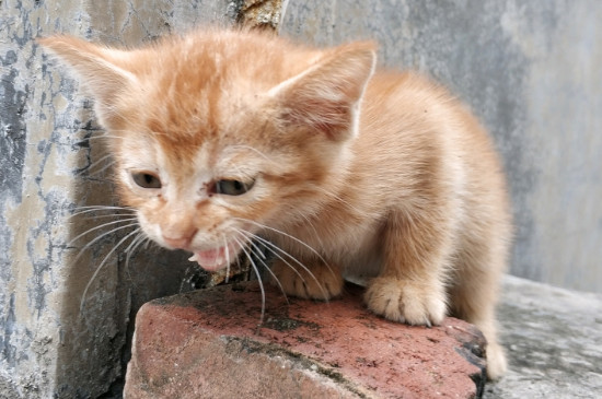 被传染猫藓怎么办