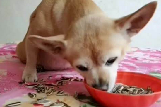 狗狗可以吃瓜子仁吗