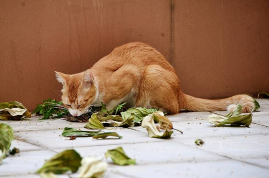 小猫腹部积水早期症状