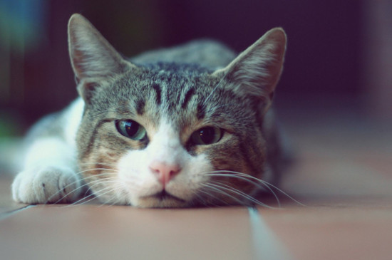 猫肠胃炎可以自愈吗